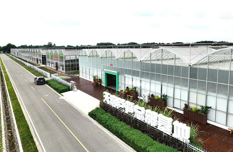 数智赋能 环球软件助天府芦笋&ldquo;鲜&rdquo;出圈